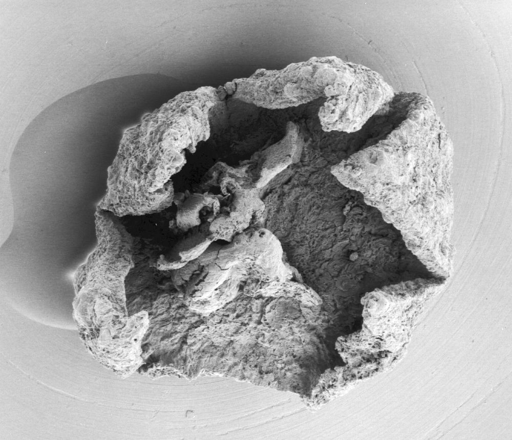 Triuridaceae Mabelia connatifila