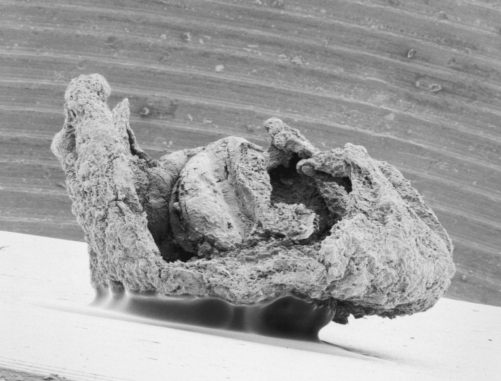 Triuridaceae Mabelia connatifila