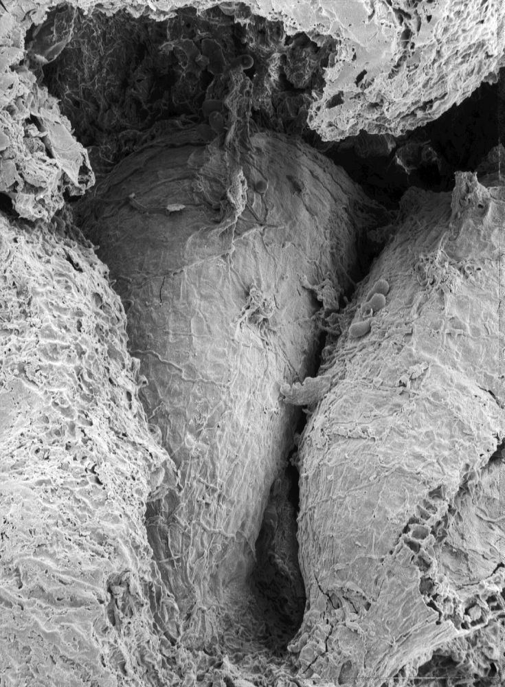 Triuridaceae Mabelia connatifila