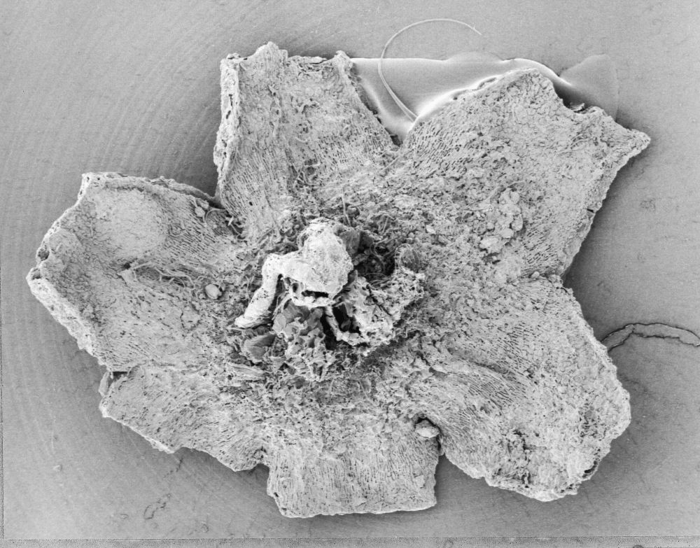 Triuridaceae Mabelia connatifila