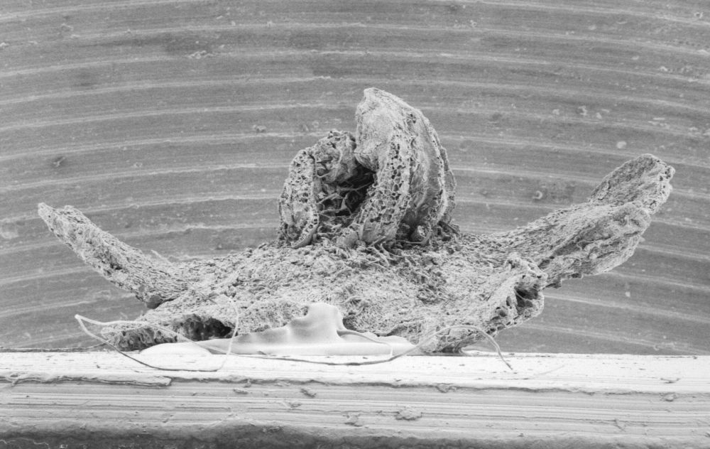 Triuridaceae Mabelia connatifila