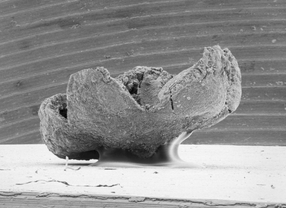 Triuridaceae Mabelia connatifila