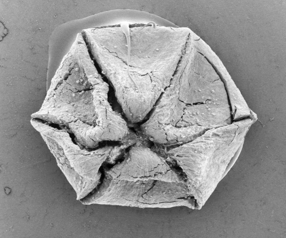 Triuridaceae Mabelia connatifila