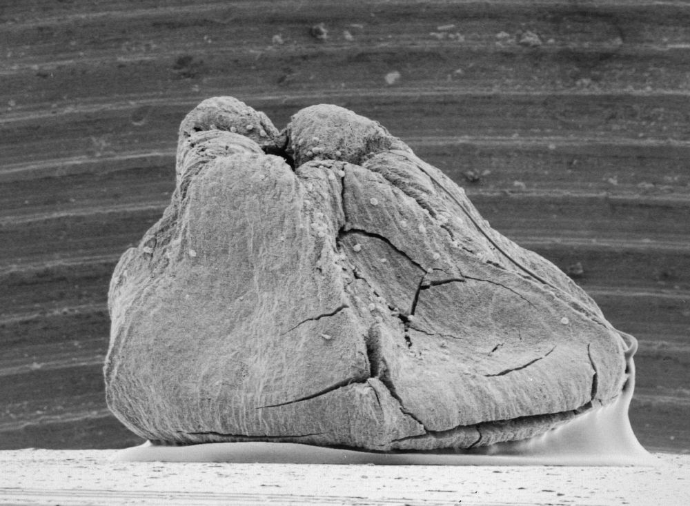 Triuridaceae Mabelia connatifila