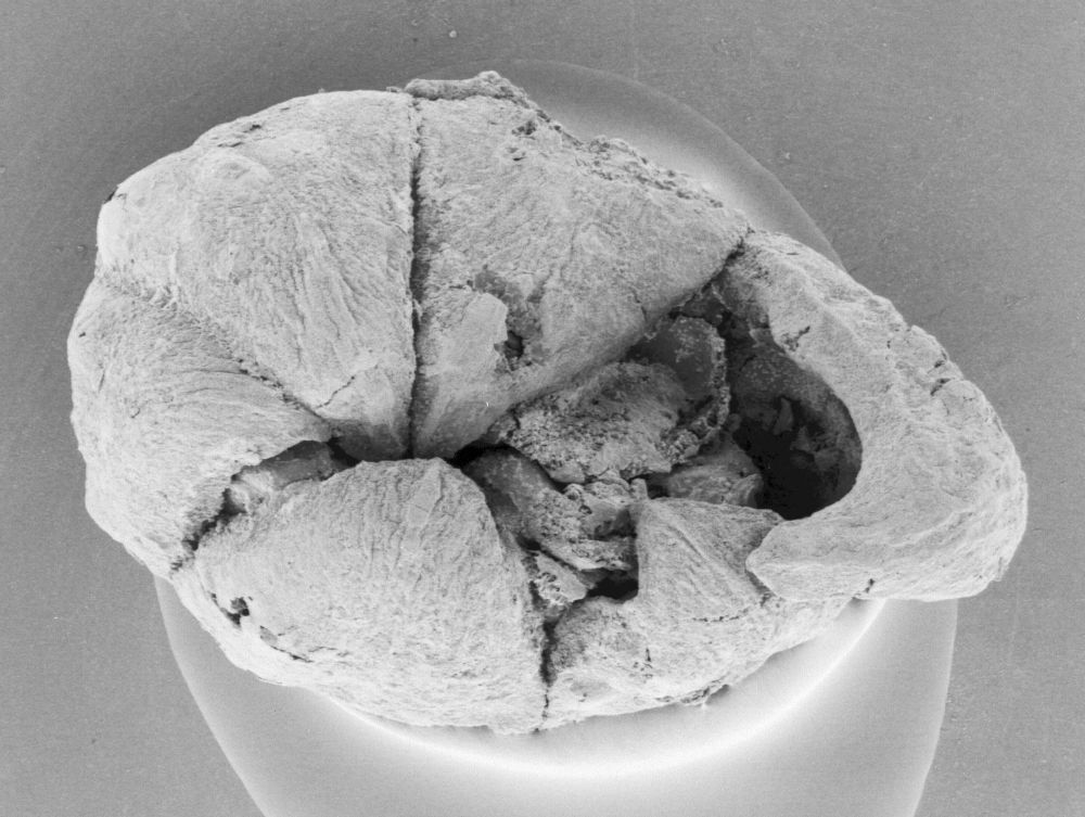 Triuridaceae Mabelia connatifila