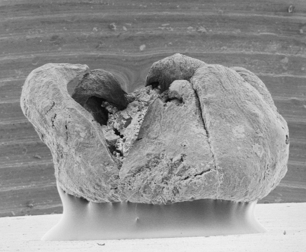 Triuridaceae Mabelia connatifila