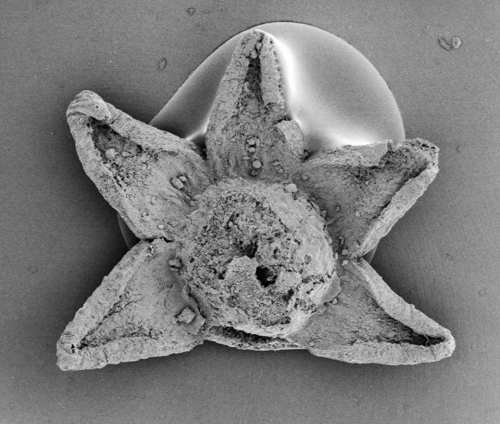 Triuridaceae Mabelia connatifila