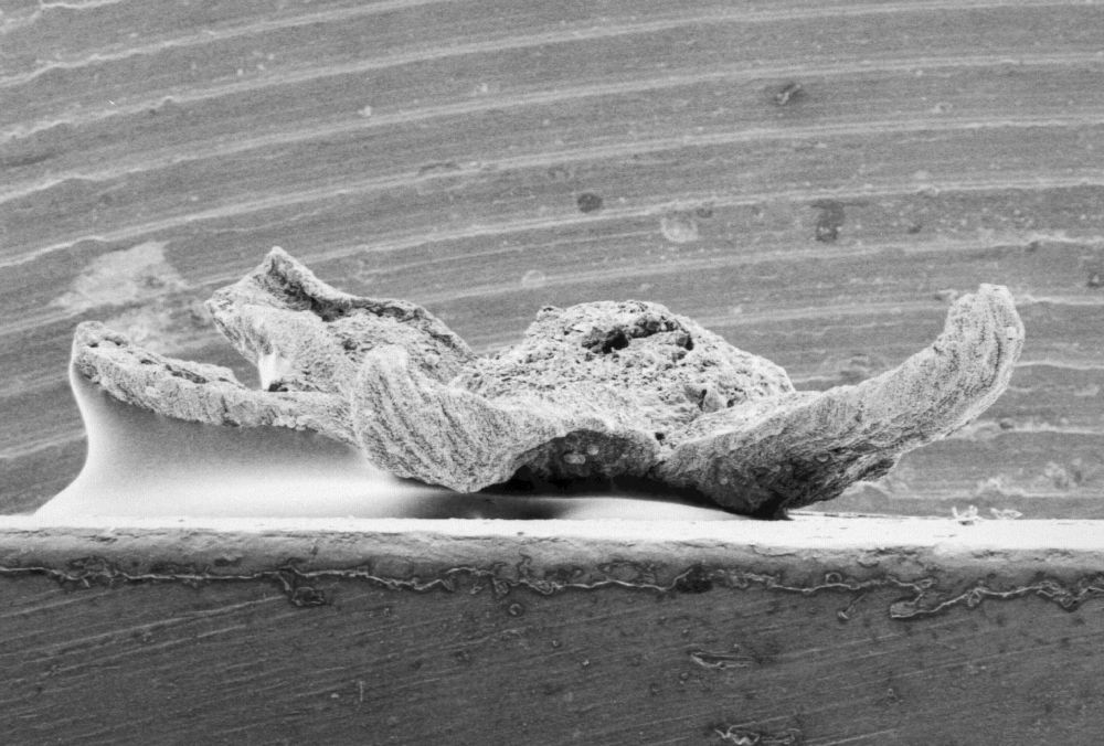 Triuridaceae Mabelia connatifila