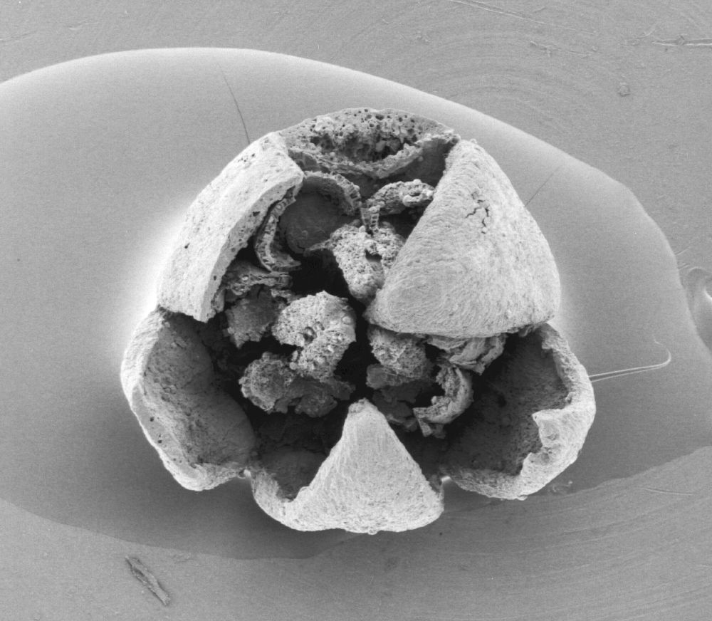 Triuridaceae Mabelia connatifila