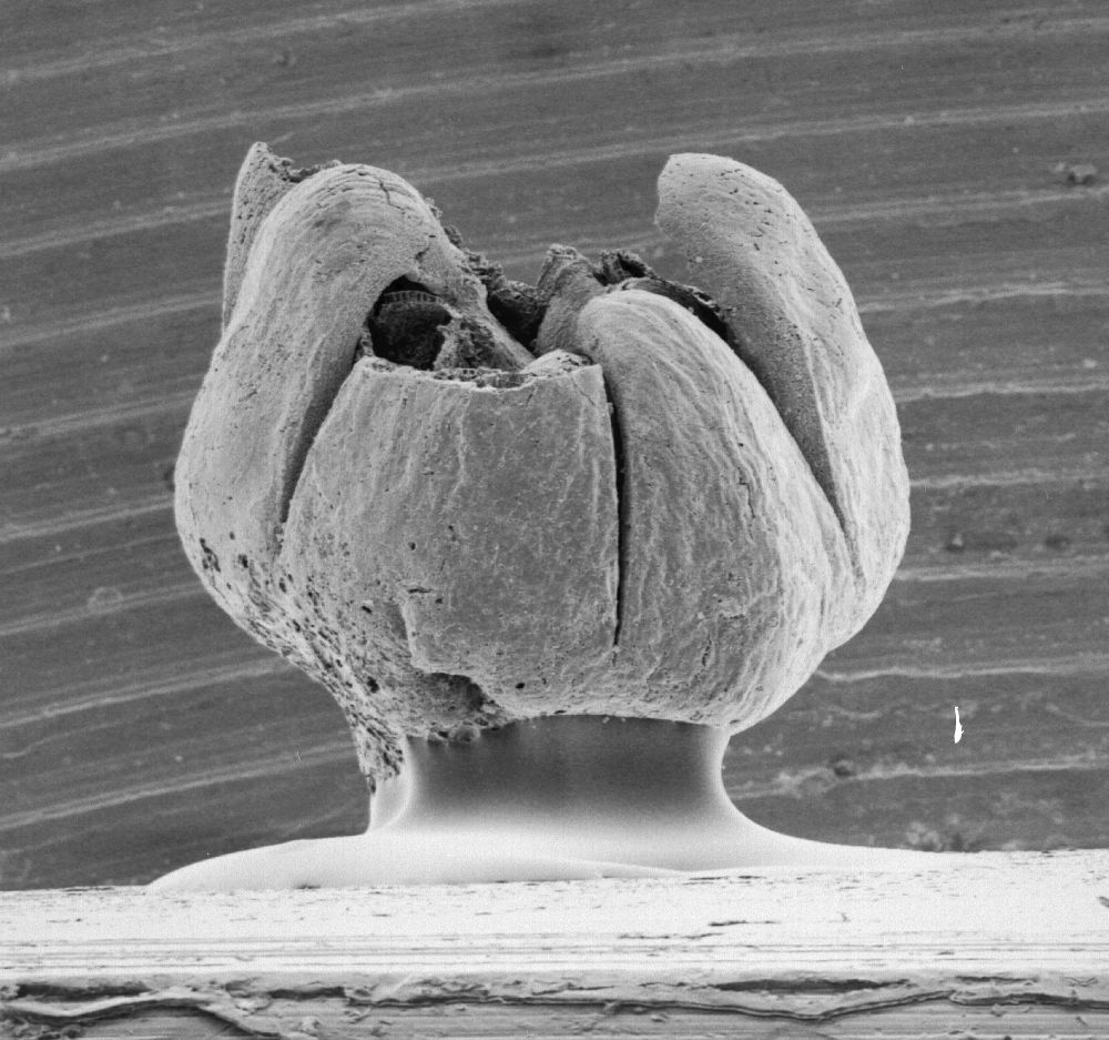 Triuridaceae Mabelia connatifila