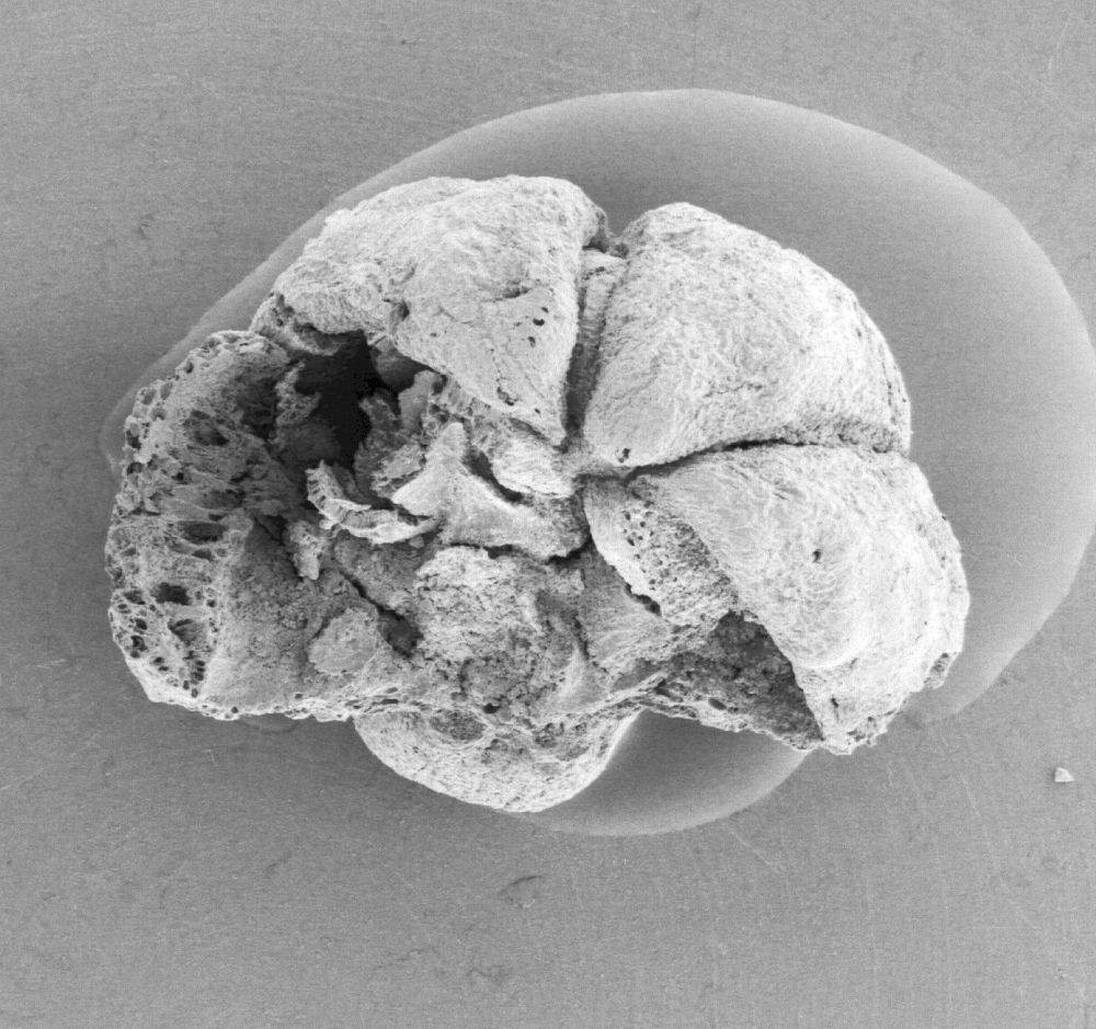 Triuridaceae Mabelia connatifila