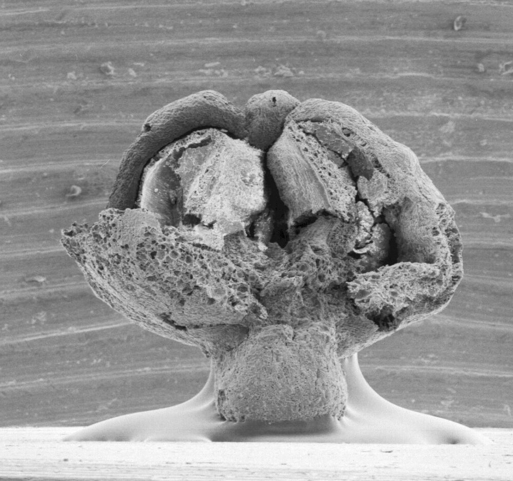 Triuridaceae Mabelia connatifila