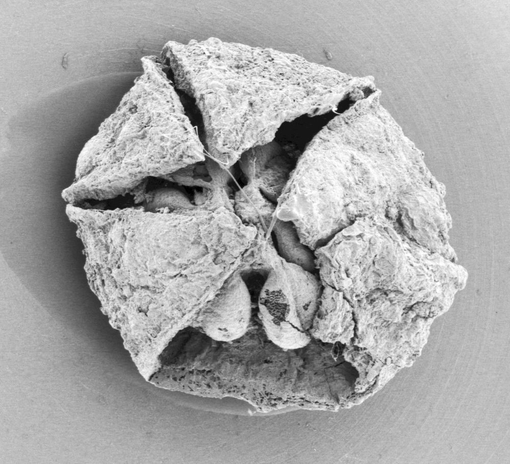 Triuridaceae Mabelia connatifila