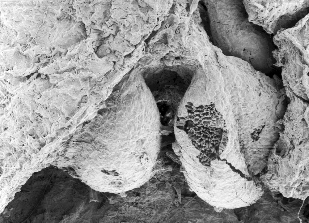 Triuridaceae Mabelia connatifila