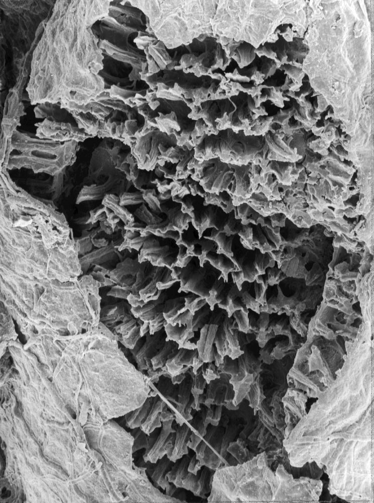 Triuridaceae Mabelia connatifila