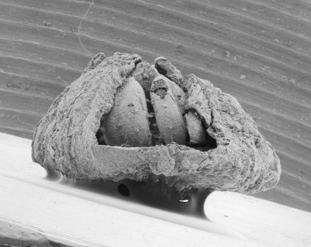 Triuridaceae Mabelia connatifila