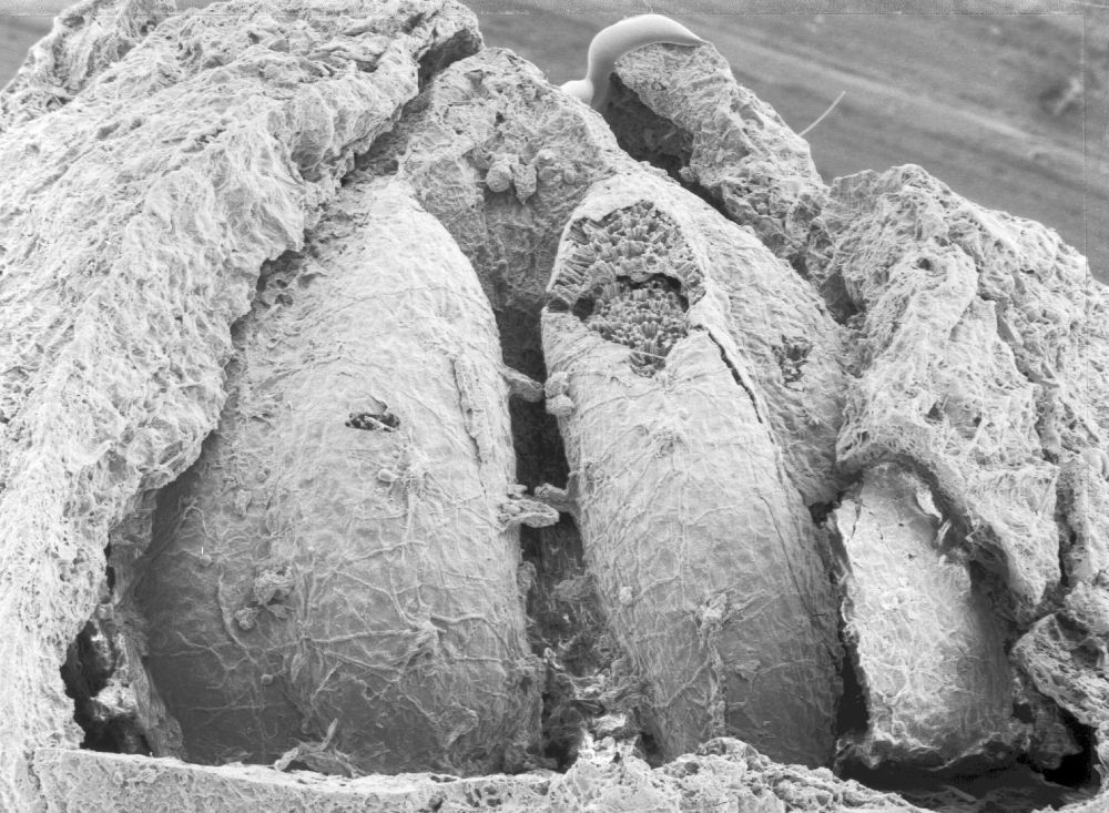 Triuridaceae Mabelia connatifila