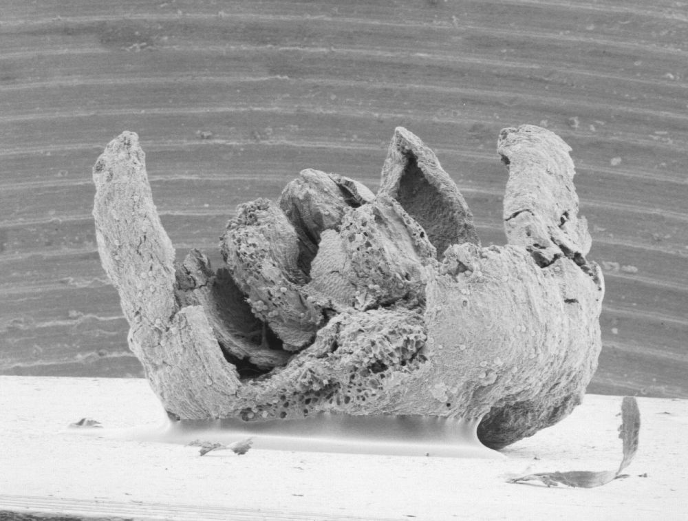 Triuridaceae Mabelia connatifila