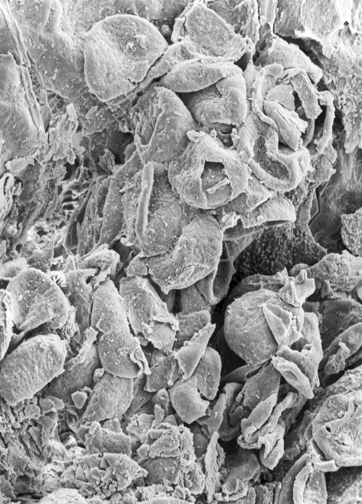 Triuridaceae Mabelia connatifila