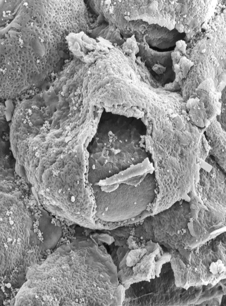 Triuridaceae Mabelia connatifila