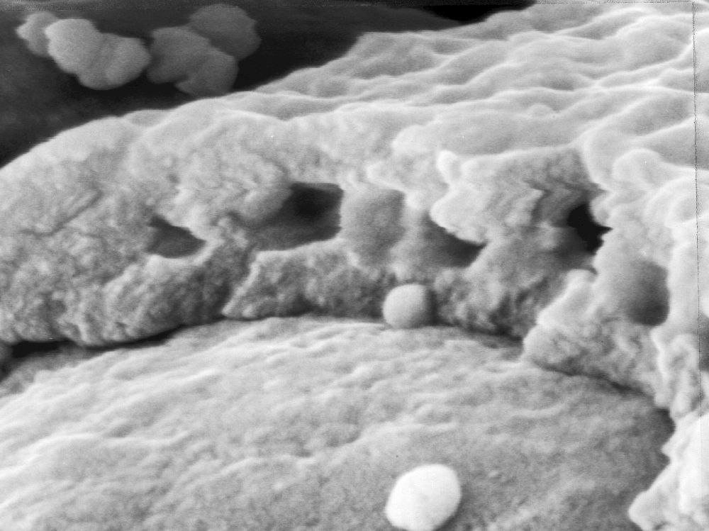 Triuridaceae Mabelia connatifila