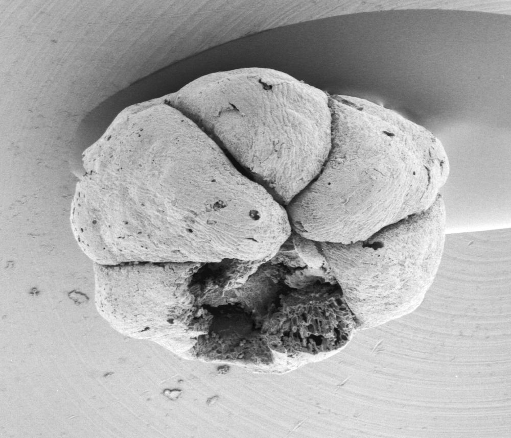 Triuridaceae Mabelia connatifila