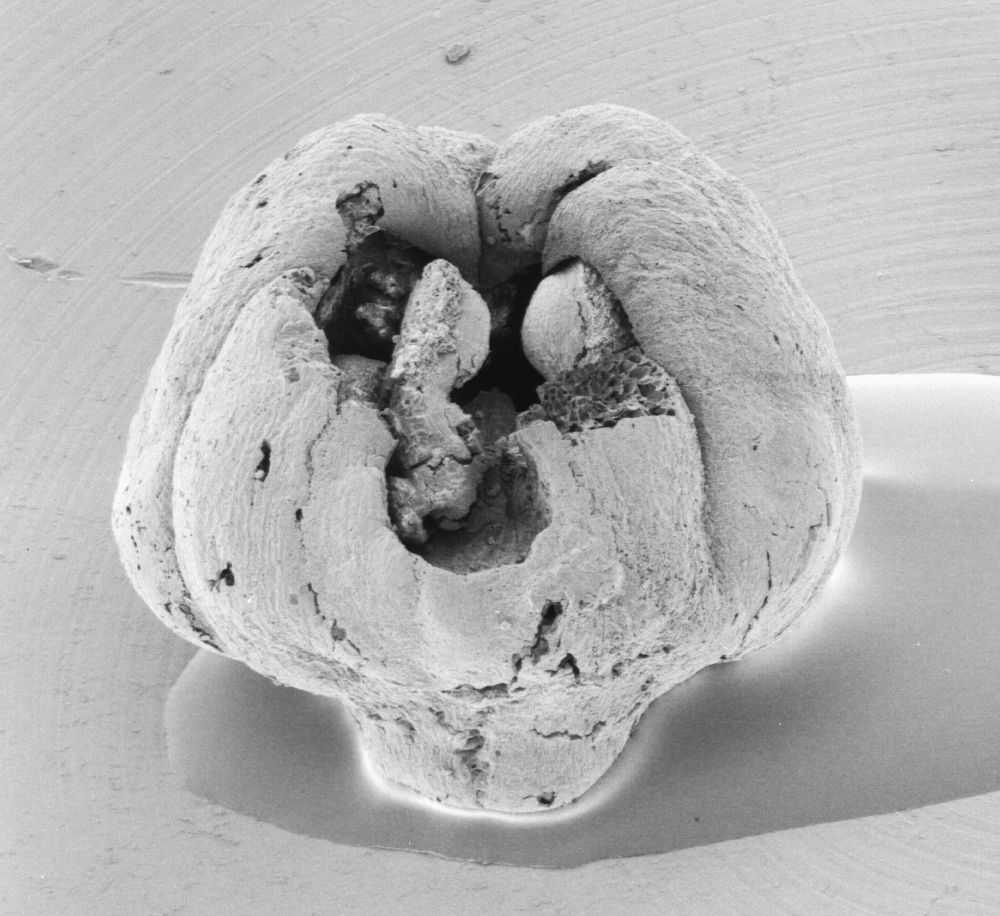 Triuridaceae Mabelia connatifila