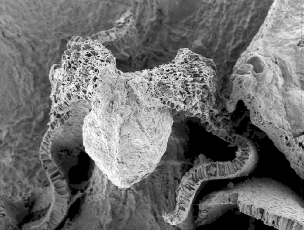 Triuridaceae Mabelia connatifila