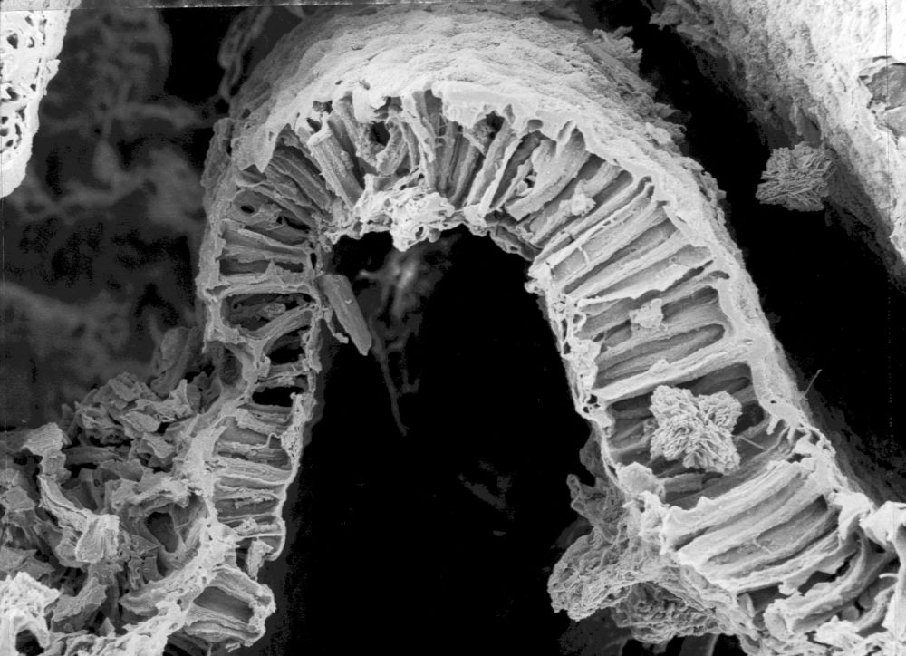 Triuridaceae Mabelia connatifila