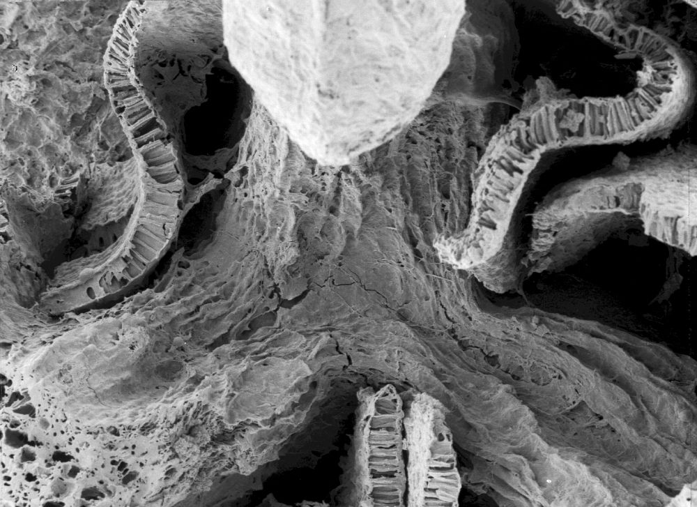 Triuridaceae Mabelia connatifila