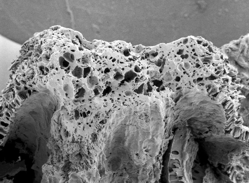 Triuridaceae Mabelia connatifila