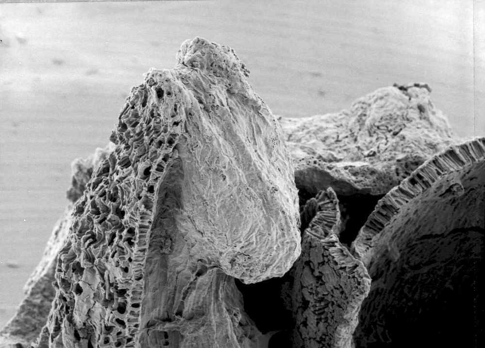 Triuridaceae Mabelia connatifila