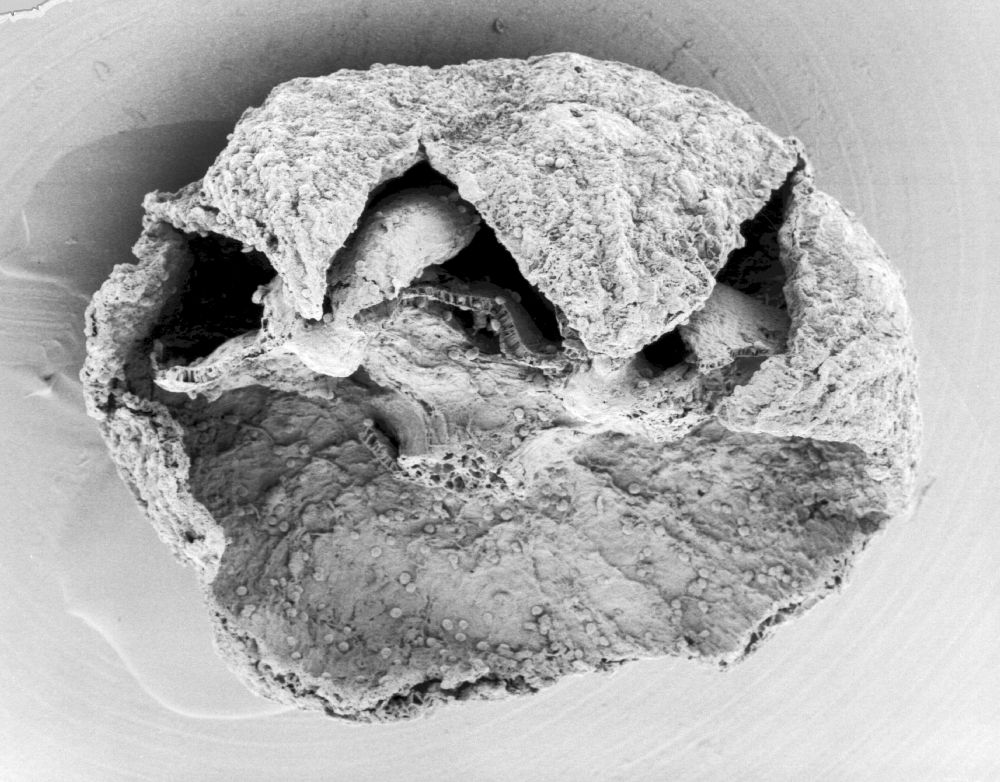 Triuridaceae Mabelia connatifila