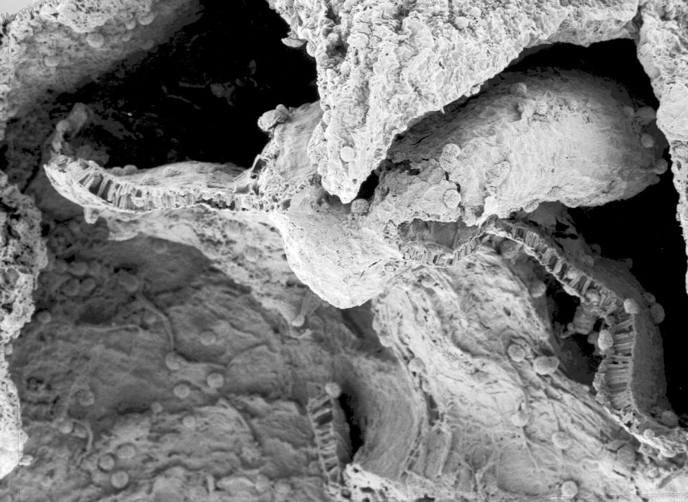 Triuridaceae Mabelia connatifila