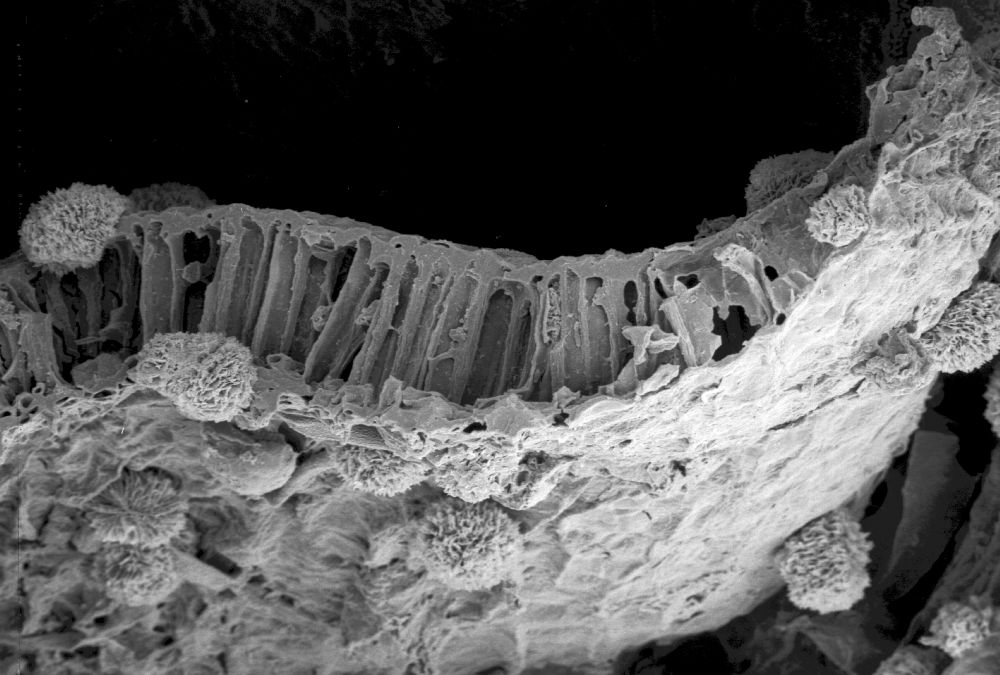 Triuridaceae Mabelia connatifila