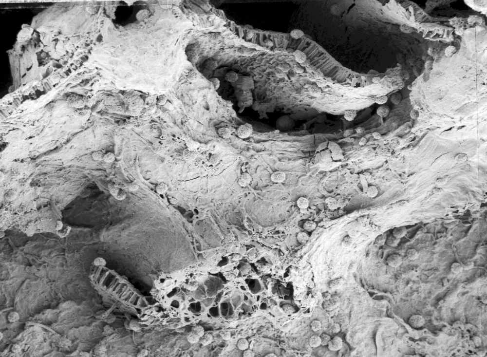 Triuridaceae Mabelia connatifila