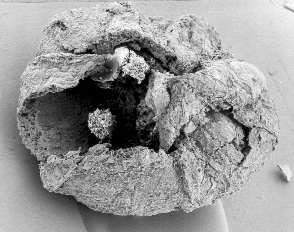 Triuridaceae Mabelia connatifila