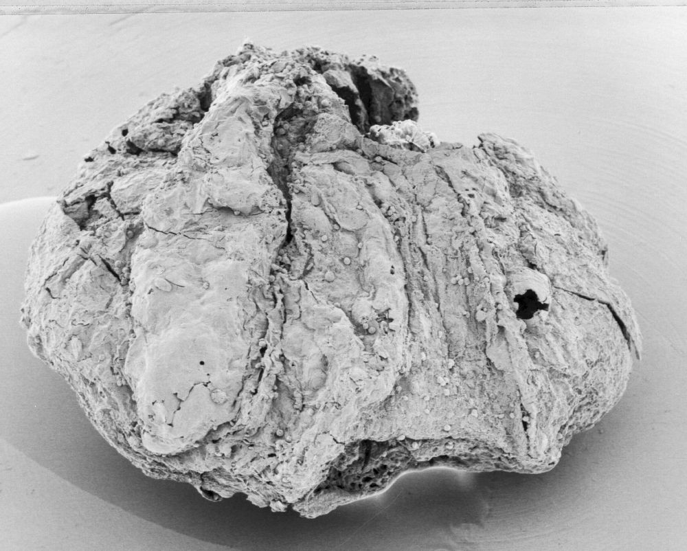 Triuridaceae Mabelia connatifila