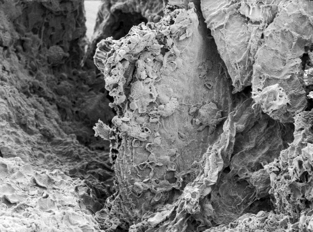 Triuridaceae Mabelia connatifila