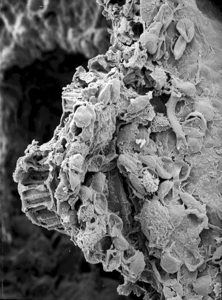 Triuridaceae Mabelia connatifila