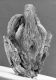 image of Perseanthus crossmanensis