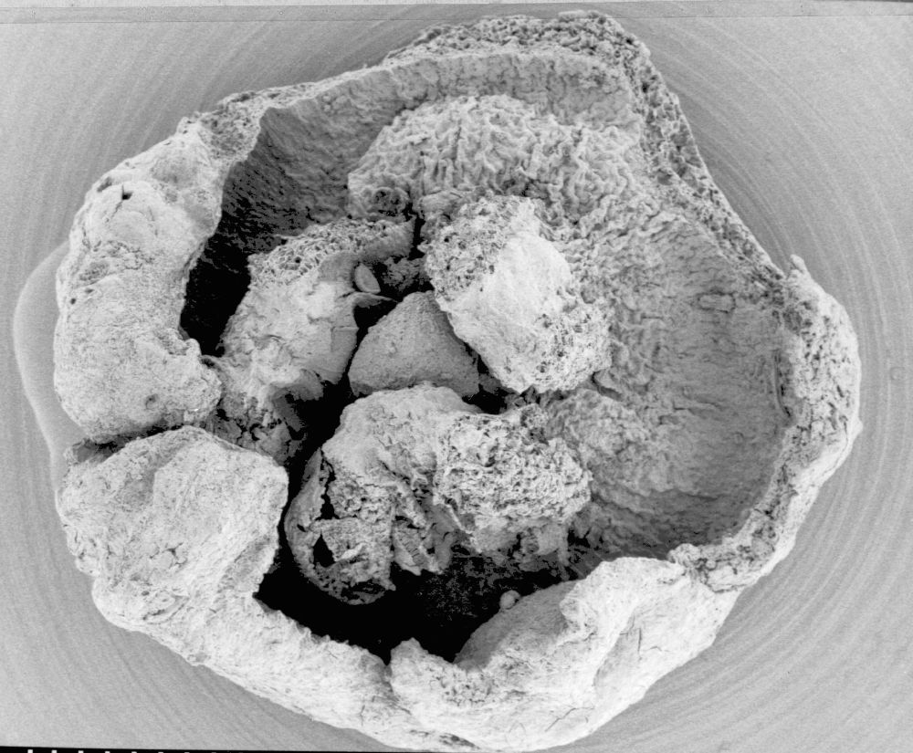 Triuridaceae Nuhliantha nyanzaiana