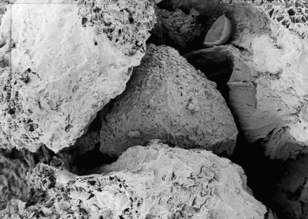 Triuridaceae Nuhliantha nyanzaiana