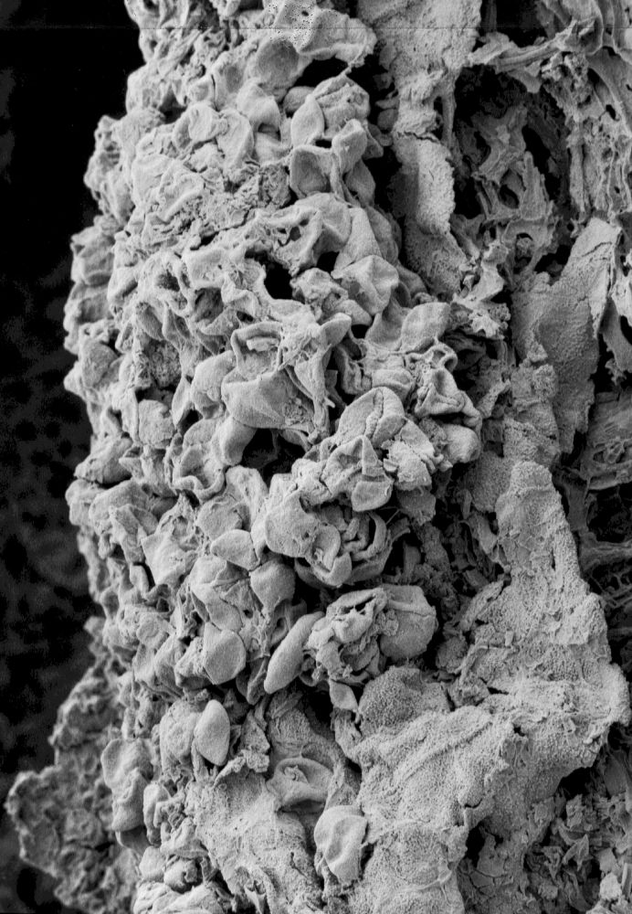 Triuridaceae Nuhliantha nyanzaiana