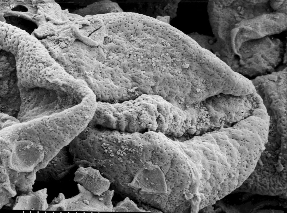 Triuridaceae Nuhliantha nyanzaiana