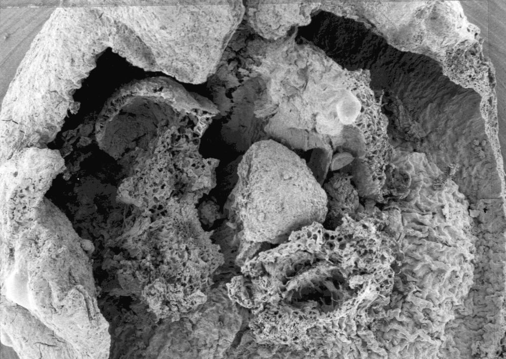 Triuridaceae Nuhliantha nyanzaiana