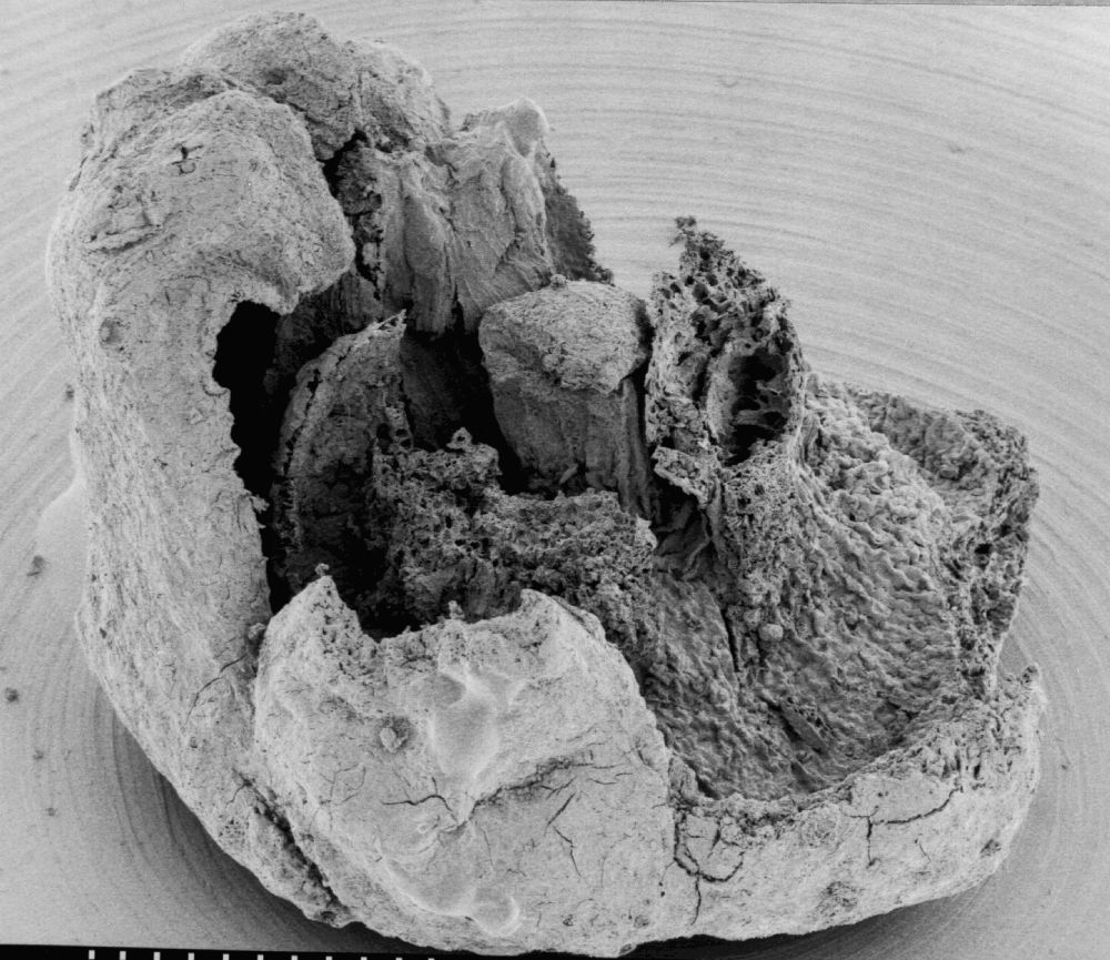 Triuridaceae Nuhliantha nyanzaiana