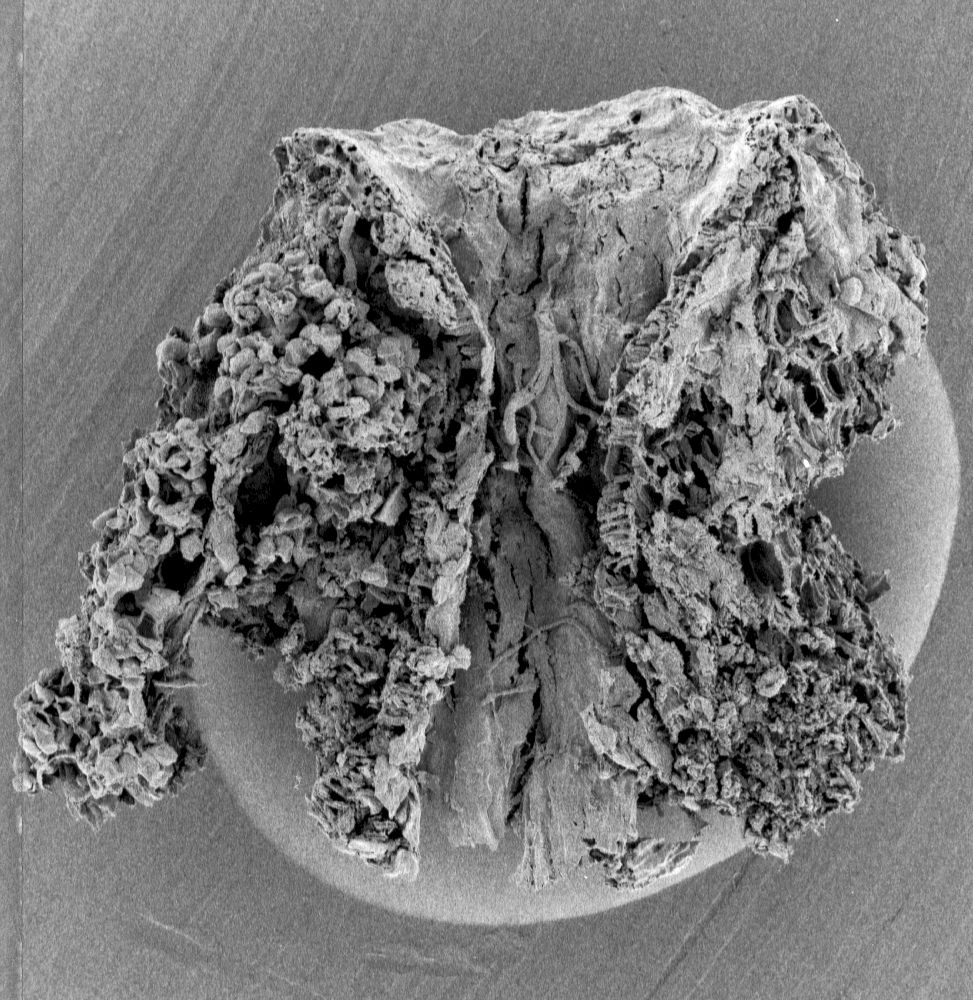 Triuridaceae Nuhliantha nyanzaiana