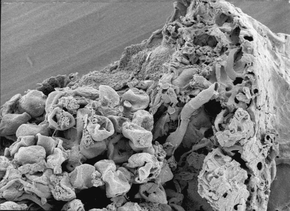 Triuridaceae Nuhliantha nyanzaiana