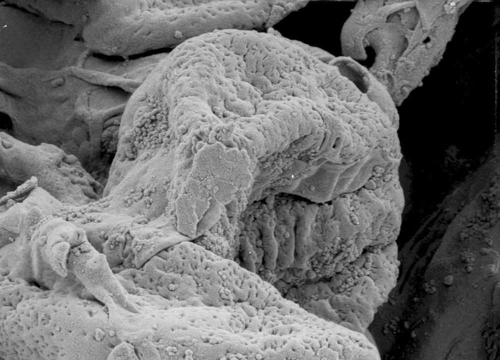 Triuridaceae Nuhliantha nyanzaiana